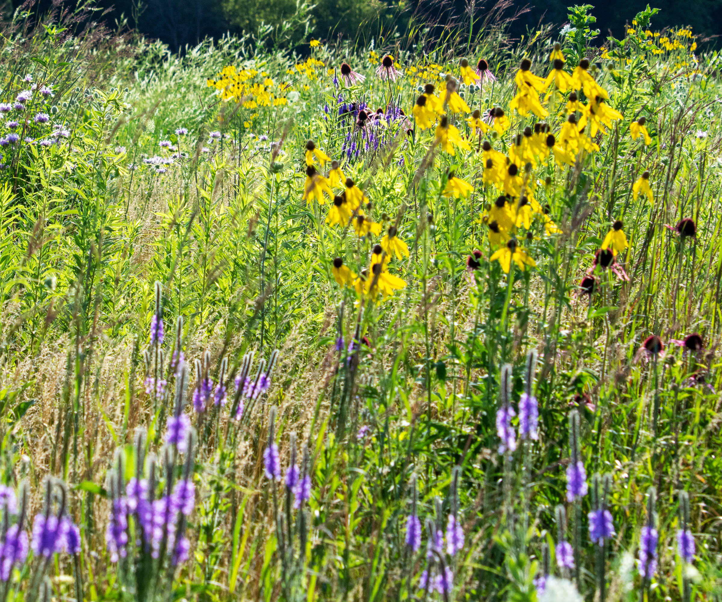 plantation de prairies avec Susan aux yeux noirs et graminées indigènes