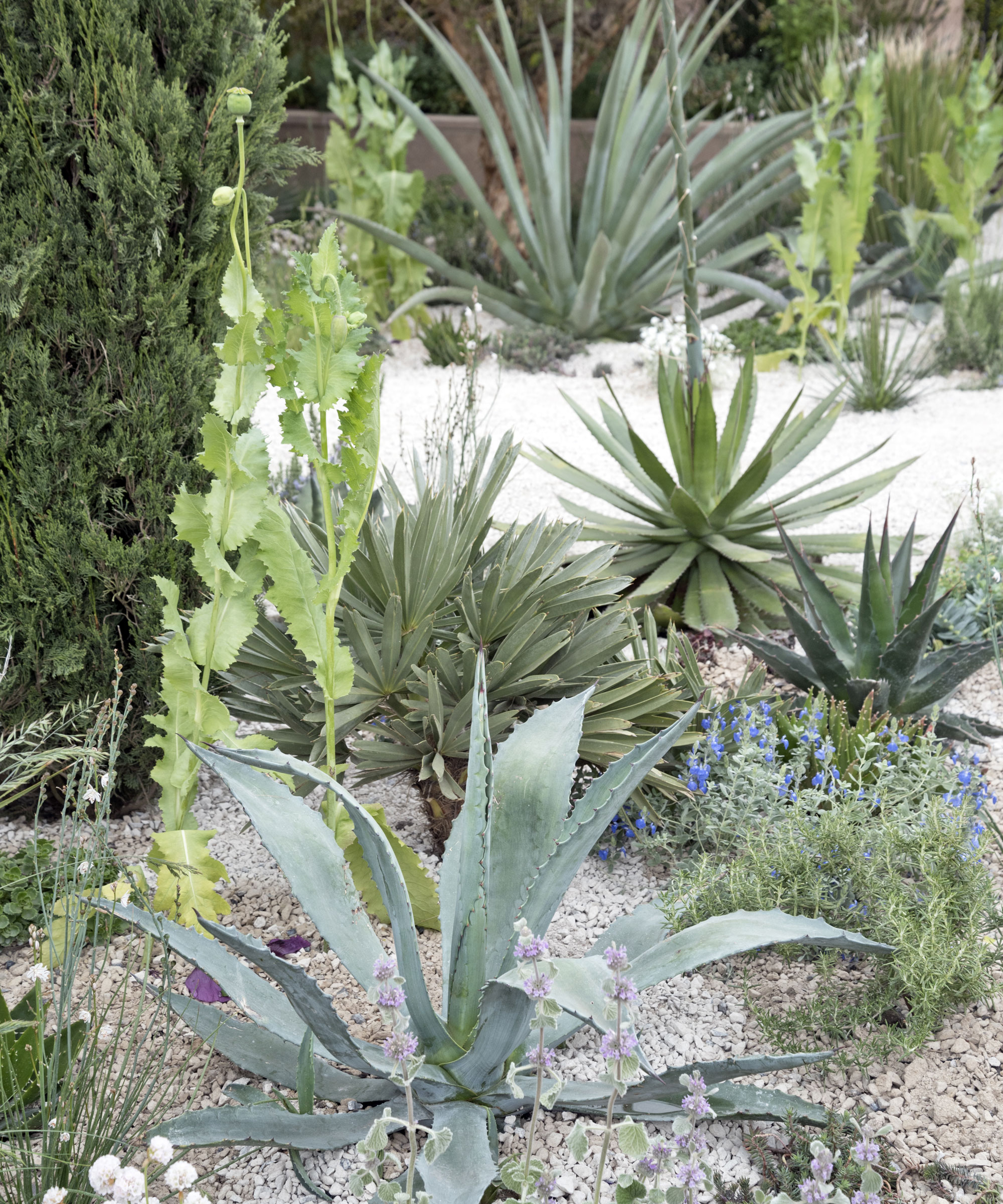 plantation de gravier résistante à la sécheresse