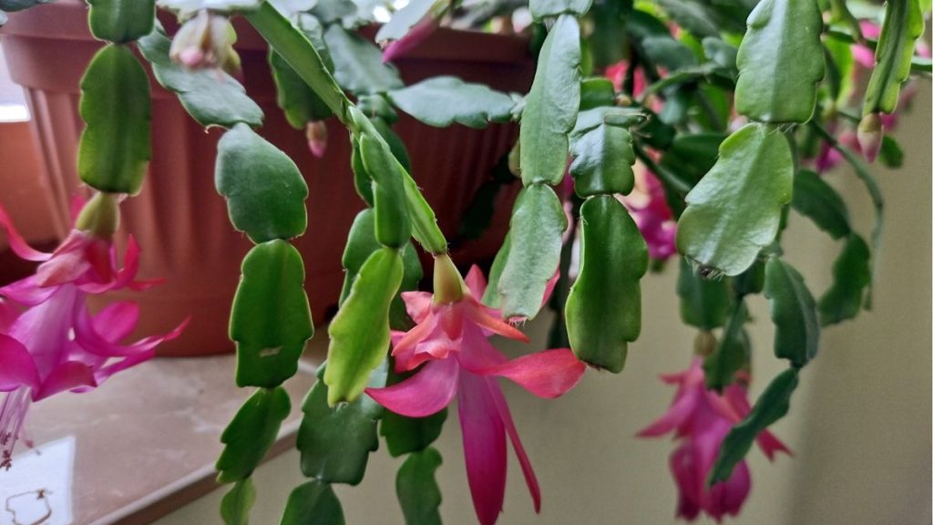 Comment tailler un cactus de Noël – ainsi que des conseils d’experts sur quand le faire pour favoriser le retour des fleurs Comment tailler un cactus de Noël – ainsi que des conseils d’experts sur quand le faire pour favoriser le retour des fleurs