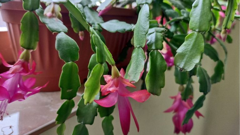 Comment tailler un cactus de Noël – ainsi que des conseils d’experts sur quand le faire pour favoriser le retour des fleurs Comment tailler un cactus de Noël – ainsi que des conseils d’experts sur quand le faire pour favoriser le retour des fleurs