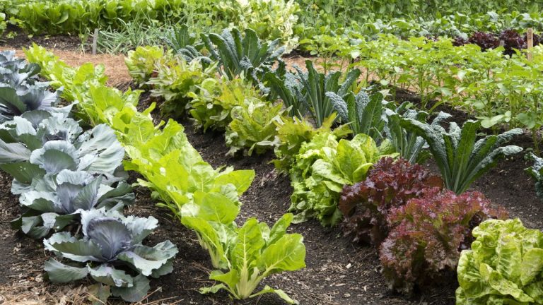 7 légumes à planter en novembre – prolongez vos récoltes avec des semis précoces de cultures résistantes au froid 7 légumes à planter en novembre – prolongez vos récoltes avec des semis précoces de cultures résistantes au froid
