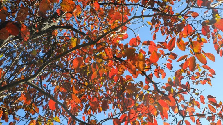 Que faire des cornouillers à l’automne pour préparer ces arbres indigènes aux mois d’hiver à venir Que faire des cornouillers à l'automne pour préparer ces arbres indigènes aux mois d'hiver à venir
