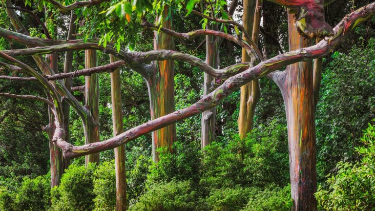 Avez-vous entendu parler de l’eucalyptus arc-en-ciel ? L’arbre kaléidoscopique qu’il faut voir pour le croire Avez-vous entendu parler de l'eucalyptus arc-en-ciel ? L’arbre kaléidoscopique qu’il faut voir pour le croire