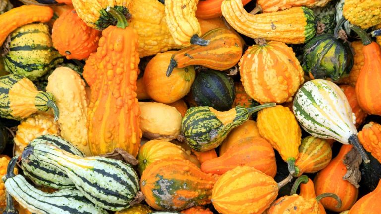 Ne jetez pas vos citrouilles cet automne : les experts en compost affirment qu’elles constituent un ingrédient précieux pour nourrir vos plantes. Ne jetez pas vos citrouilles cet automne : les experts en compost affirment qu'elles constituent un ingrédient précieux pour nourrir vos plantes.