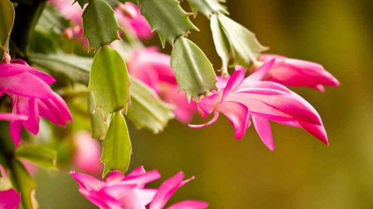 Puis-je sauver un cactus de Noël trop arrosé ? 6 étapes pour réussir Puis-je sauver un cactus de Noël trop arrosé ? 6 étapes pour réussir