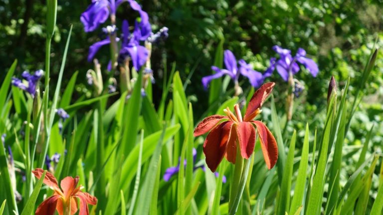 Meilleurs iris indigènes à planter à l’automne – 5 espèces à cultiver avec des fleurs spectaculaires et colorées l’année prochaine Meilleurs iris indigènes à planter à l'automne – 5 espèces à cultiver avec des fleurs spectaculaires et colorées l'année prochaine