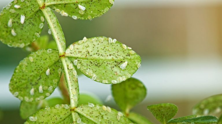 Comment se débarrasser des aleurodes sur les plantes d’intérieur – 5 étapes pour éradiquer définitivement ces parasites Comment se débarrasser des aleurodes sur les plantes d’intérieur – 5 étapes pour éradiquer définitivement ces parasites