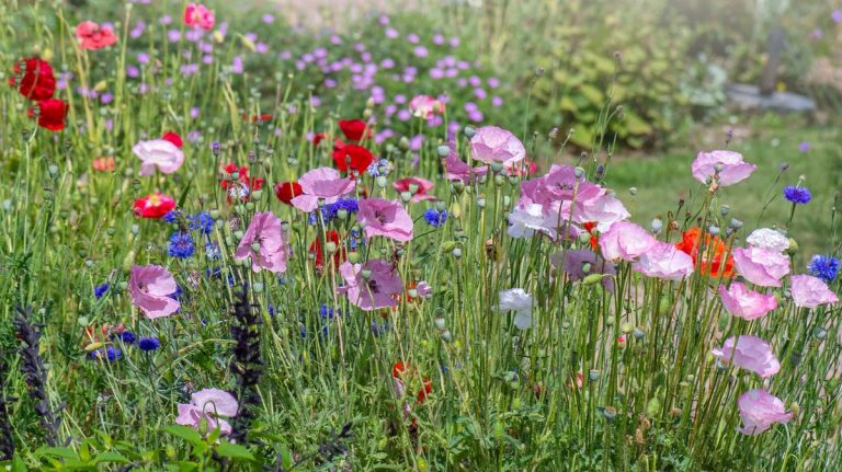 Plantes vivaces que vous ne devriez jamais planter ensemble – évitez ces associations pour des parterres de fleurs florissants Plantes vivaces que vous ne devriez jamais planter ensemble – évitez ces associations pour des parterres de fleurs florissants