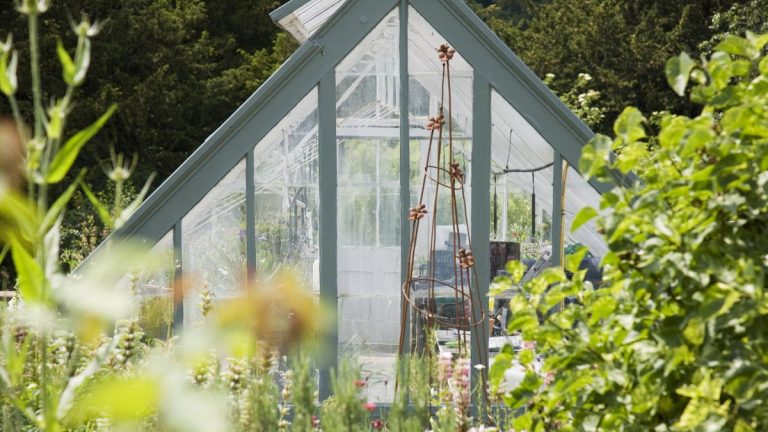 7 plantes à cultiver en serre en novembre – notre sélection de fleurs, légumes et fines herbes 7 plantes à cultiver en serre en novembre – notre sélection de fleurs, légumes et fines herbes