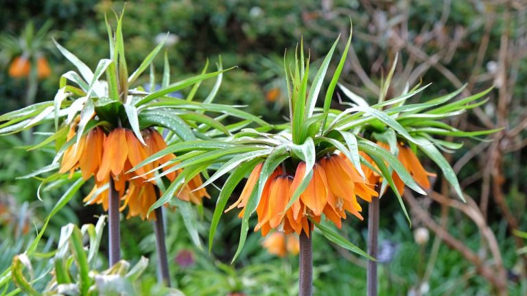 Comment planter des fritillaires impériales en novembre – conseils d’experts en matière de plantation de bulbes pour des fleurs éclatantes l’année prochaine Comment planter des fritillaires impériales en novembre – conseils d'experts en matière de plantation de bulbes pour des fleurs éclatantes l'année prochaine