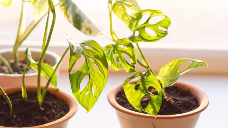 4 plantes avec des trous naturels dans leurs feuilles – et comment les faire prospérer 4 plantes avec des trous naturels dans leurs feuilles – et comment les faire prospérer