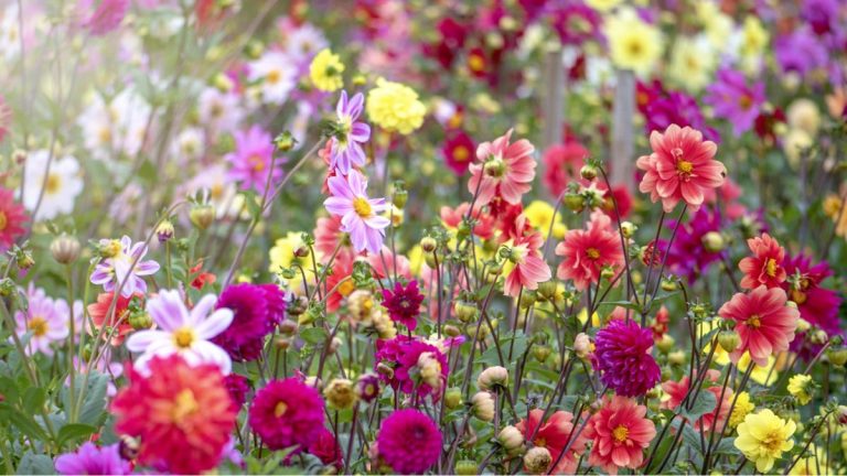 3 alternatives à la tourbe pour faire pousser des fleurs – les experts partagent des façons durables de créer un jardin fleuri et prospère 3 alternatives à la tourbe pour faire pousser des fleurs – les experts partagent des façons durables de créer un jardin fleuri et prospère