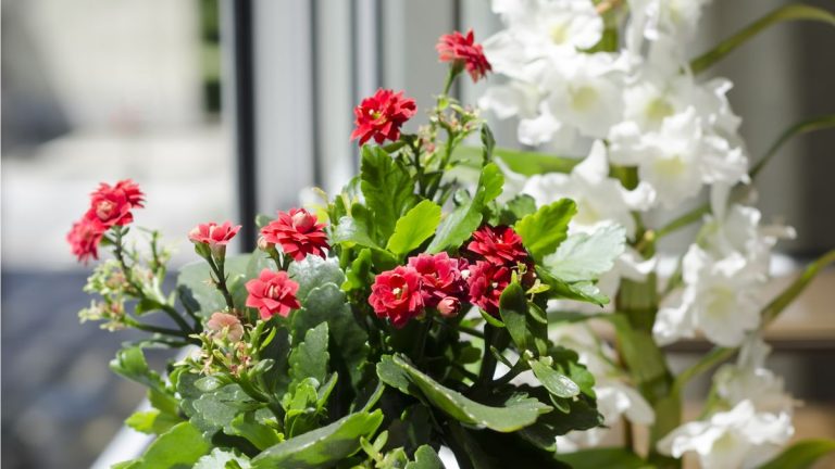 Faut-il faire des plantes à fleurs d’intérieur ? Les experts partagent des conseils pour encourager le retour des fleurs Faut-il faire des plantes à fleurs d'intérieur ? Les experts partagent des conseils pour encourager le retour des fleurs