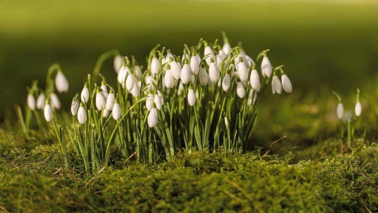 Il n’est pas trop tard pour planter ces délicats bulbes à floraison hivernale, mais vous devez les mettre en terre maintenant Il n'est pas trop tard pour planter ces délicats bulbes à floraison hivernale, mais vous devez les mettre en terre maintenant