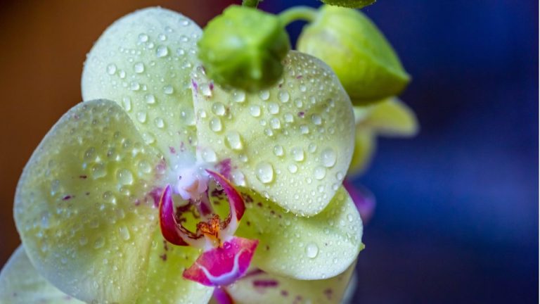 Selon les experts en plantes d’intérieur, c’est la meilleure astuce pour maintenir la floraison de vos orchidées plus longtemps – et la seule chose dont vous avez besoin est du riz. Selon les experts en plantes d'intérieur, c'est la meilleure astuce pour maintenir la floraison de vos orchidées plus longtemps – et la seule chose dont vous avez besoin est du riz.