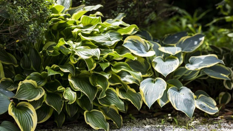 Comment hiverner les hostas en 6 étapes super simples Comment hiverner les hostas en 6 étapes super simples