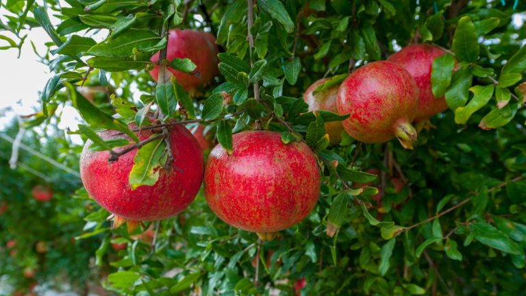 Comment planter des graines de grenade – pour des fruits sucrés à récolter à l’automne Comment planter des graines de grenade – pour des fruits sucrés à récolter à l’automne
