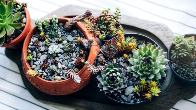 Comment préparer votre propre terreau succulent – ​​une solution de bricolage rapide qui permettra à ces plantes tropicales de pousser pendant des années