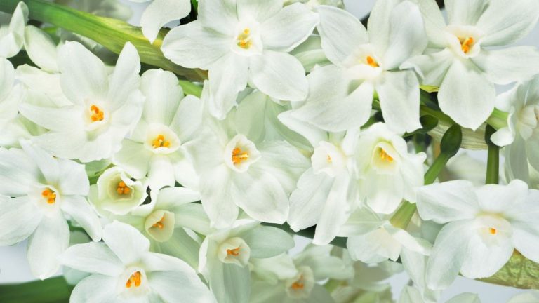 Il est maintenant temps de planter des paperwhites – pour de magnifiques fleurs parfumées d’ici Noël Il est maintenant temps de planter des paperwhites – pour de magnifiques fleurs parfumées d’ici Noël