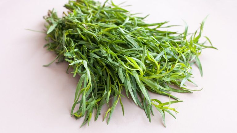 Comment cultiver et entretenir l’estragon pour obtenir les meilleures récoltes de feuilles d’anis doux Comment cultiver et entretenir l'estragon pour obtenir les meilleures récoltes de feuilles d'anis doux