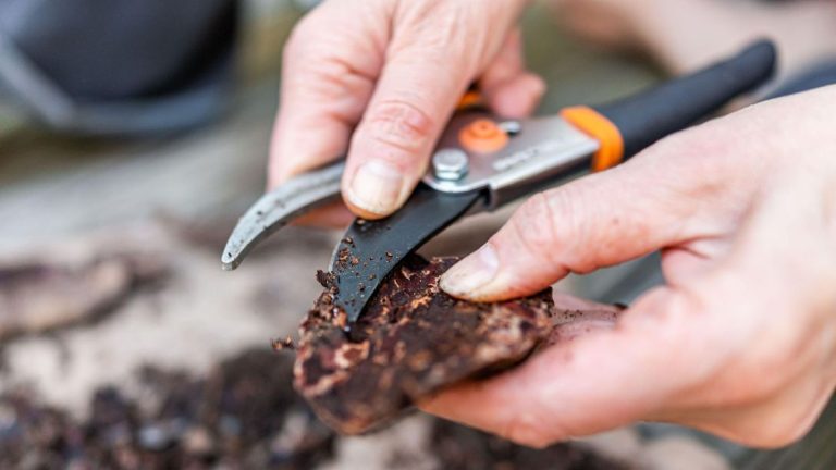 6 utilisations inhabituelles des sécateurs – un expert arboricole révèle comment tirer le meilleur parti de cet humble outil 6 utilisations inhabituelles des sécateurs – un expert arboricole révèle comment tirer le meilleur parti de cet humble outil