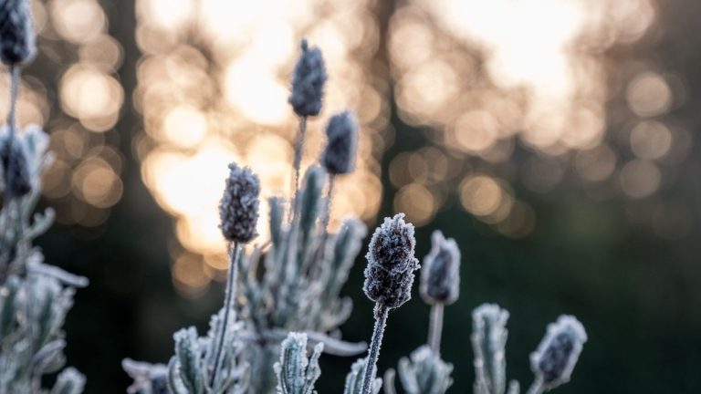 Comment créer un jardin sensoriel d’hiver – pour une évasion saisonnière apaisante Comment créer un jardin sensoriel d’hiver – pour une évasion saisonnière apaisante