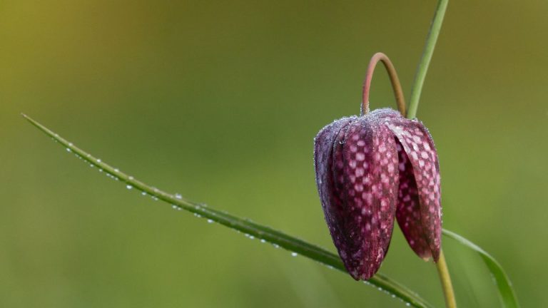 Plantez dès maintenant des fritillaires à tête de serpent pour transformer votre jardin printanier – pour des fleurs en damier inhabituelles l’année prochaine Plantez dès maintenant des fritillaires à tête de serpent pour transformer votre jardin printanier – pour des fleurs en damier inhabituelles l'année prochaine