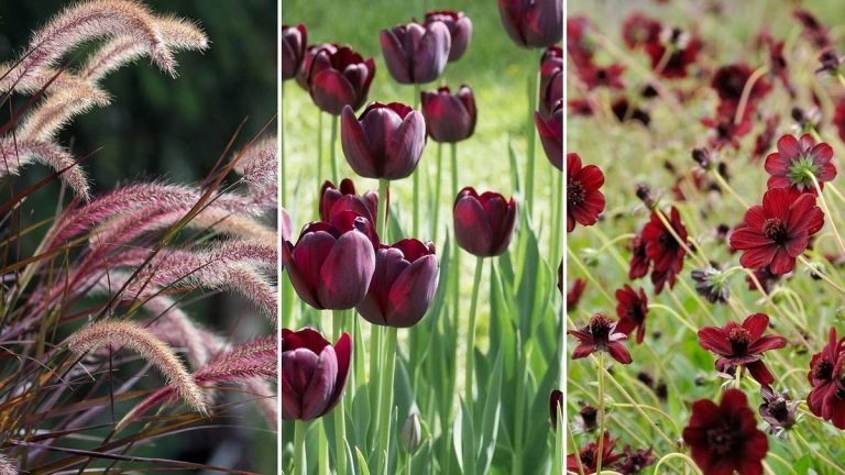 Meilleures fleurs et plantes bordeaux – 5 choix de déclaration et comment en prendre soin Meilleures fleurs et plantes bordeaux – 5 choix de déclaration et comment en prendre soin