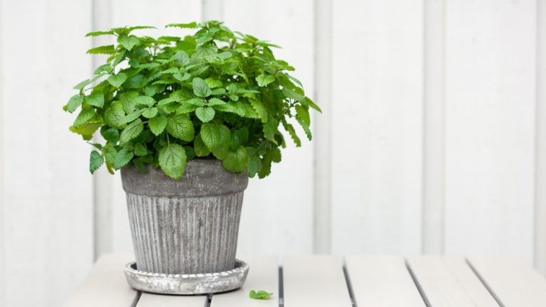 Peut-on faire pousser de la mélisse à l’intérieur ? Conditions de croissance clés pour obtenir des plantes florissantes Peut-on faire pousser de la mélisse à l'intérieur ? Conditions de croissance clés pour obtenir des plantes florissantes
