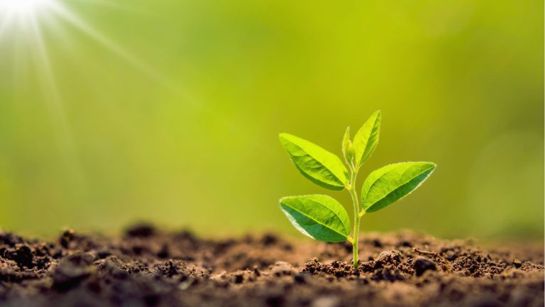 Quels nutriments végétaux essentiels sont nécessaires à la croissance ? 17 éléments clés qui aident votre jardin à prospérer Quels nutriments végétaux essentiels sont nécessaires à la croissance ? 17 éléments clés qui aident votre jardin à prospérer