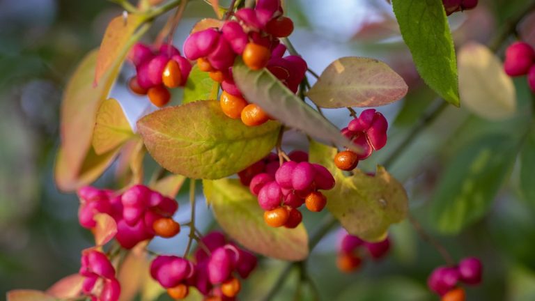 Comment faire pousser des fusains – pour un étalage de fruits vibrant et coloré à l’automne Comment faire pousser des fusains – pour un étalage de fruits vibrant et coloré à l’automne
