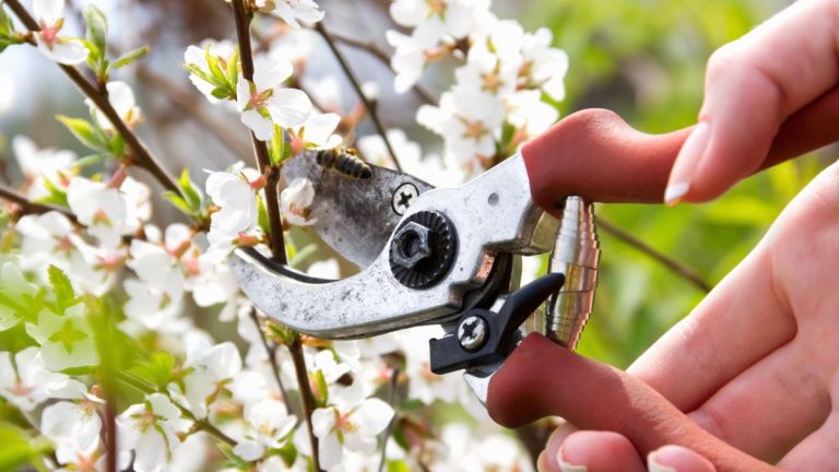 7 erreurs de taille d’arbustes à éviter pour garder vos plantes en bonne santé et favoriser de belles floraisons année après année 7 erreurs de taille d'arbustes à éviter pour garder vos plantes en bonne santé et favoriser de belles floraisons année après année