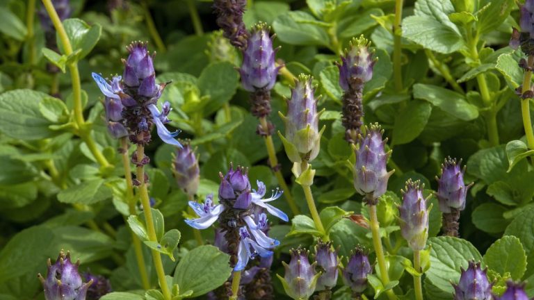 Nous venons de trouver le meilleur lutte antiparasitaire naturelle pour votre jardin – découvrez la plante Coleus canina Nous venons de trouver le meilleur lutte antiparasitaire naturelle pour votre jardin – découvrez la plante Coleus canina