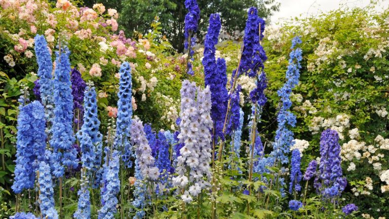 Comment hiverner les delphiniums – agissez maintenant pour protéger vos plantes des précipitations excessives, des vents forts et des vagues de froid Comment hiverner les delphiniums – agissez maintenant pour protéger vos plantes des précipitations excessives, des vents forts et des vagues de froid