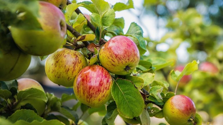 Comment faire pousser un pommier – profitez de riches récoltes de fruits délicieux à manger, à cuisiner et à faire des jus Comment faire pousser un pommier – profitez de riches récoltes de fruits délicieux à manger, à cuisiner et à faire des jus