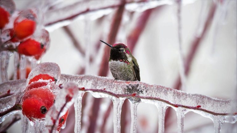 Comment prendre soin des colibris en hiver – et soutenir les oiseaux migrateurs ou résidents pendant les mois froids à venir Comment prendre soin des colibris en hiver – et soutenir les oiseaux migrateurs ou résidents pendant les mois froids à venir