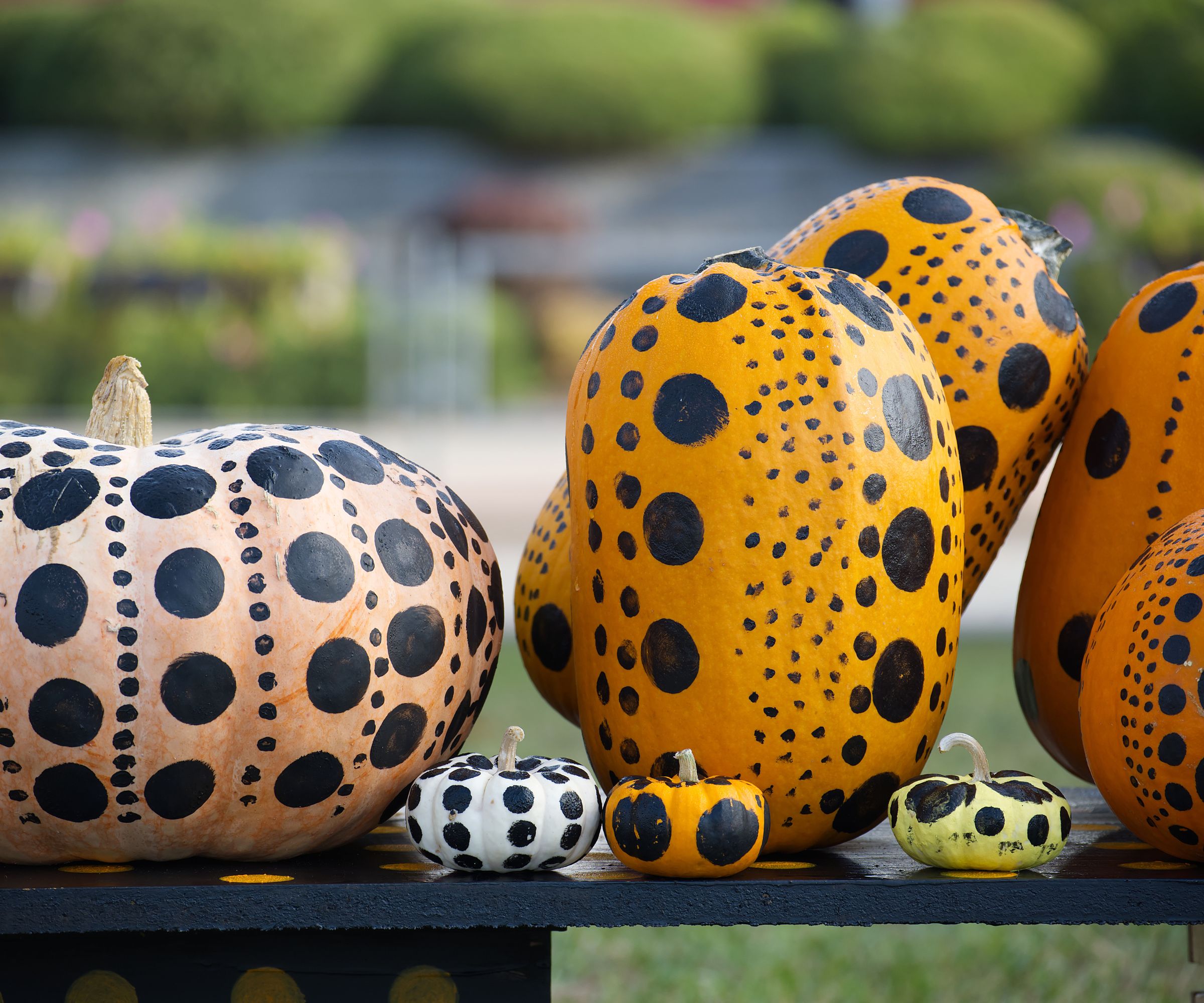 présentoir de citrouilles peintes à pois