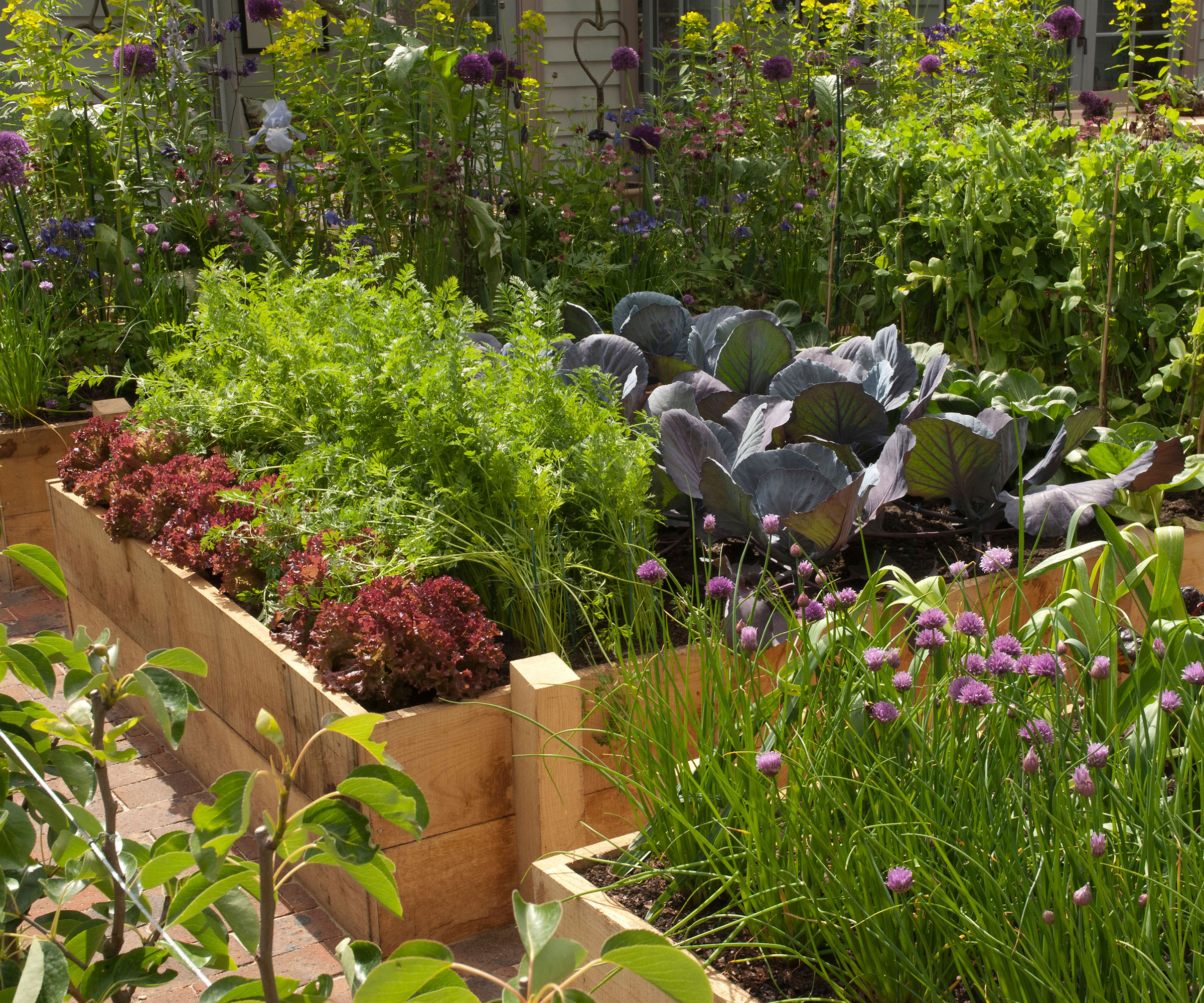 série de plates-bandes surélevées dans un potager
