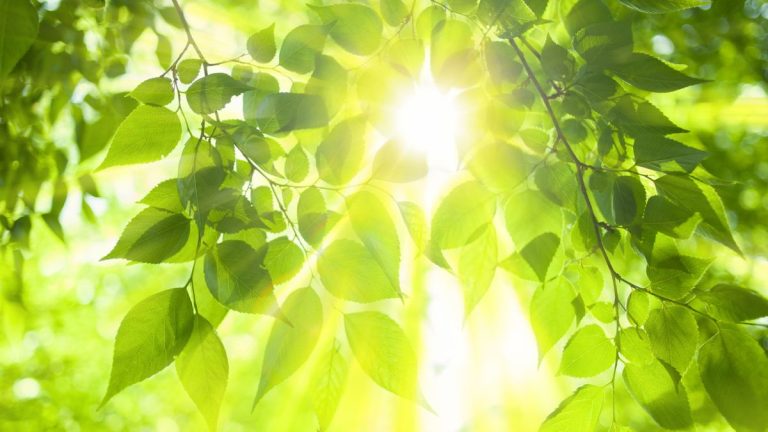 Comment la température affecte la croissance des plantes – et comment être sûr que vos plantes sont suffisamment chaudes Comment la température affecte la croissance des plantes – et comment être sûr que vos plantes sont suffisamment chaudes