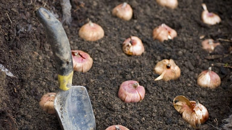 Peut-on planter des bulbes trop profondément ? Évitez cette erreur courante pour garantir des fleurs printanières éclatantes Peut-on planter des bulbes trop profondément ? Évitez cette erreur courante pour garantir des fleurs printanières éclatantes