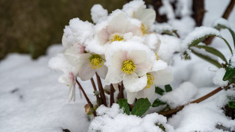 8 plantes vivaces résistantes au gel, idéales pour les jardins nordiques – ces plantes peuvent survivre aux hivers glacials et revenir quand même chaque printemps 8 plantes vivaces résistantes au gel, idéales pour les jardins nordiques – ces plantes peuvent survivre aux hivers glacials et revenir quand même chaque printemps
