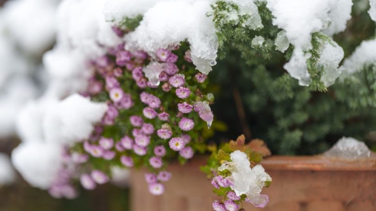 Plantes à ne jamais utiliser dans des pots d’hiver ou des jardinières – et les options résilientes que vous devriez cultiver à la place Plantes à ne jamais utiliser dans des pots d’hiver ou des jardinières – et les options résilientes que vous devriez cultiver à la place