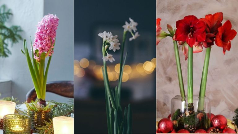 Il est encore temps de forcer les bulbes pour Noël – et les experts en plantes affirment que cette superbe sélection est la meilleure parmi laquelle choisir. Il est encore temps de forcer les bulbes pour Noël – et les experts en plantes affirment que cette superbe sélection est la meilleure parmi laquelle choisir.