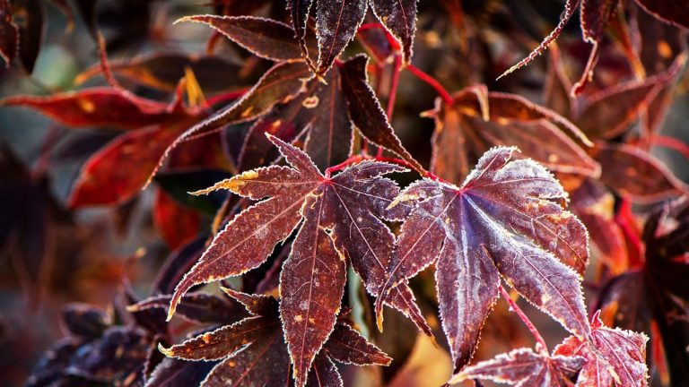 Comment protéger les érables japonais en hiver – avec des conseils d’experts pour protéger vos plantes du gel et de la neige