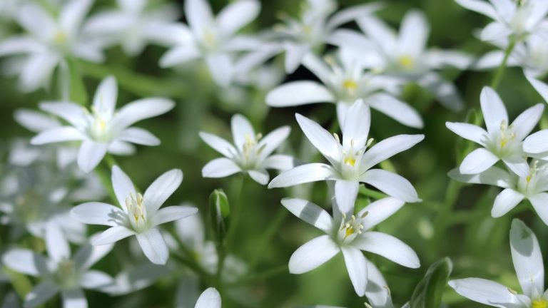 Bulbes envahissants à ne jamais planter – 5 bulbes à fleurs à garder hors de votre jardin et ce que vous devriez cultiver à la place