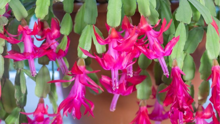 À quelle fréquence dois-je arroser mon cactus de Noël ? Le programme d’arrosage idéal pour ce favori des fêtes