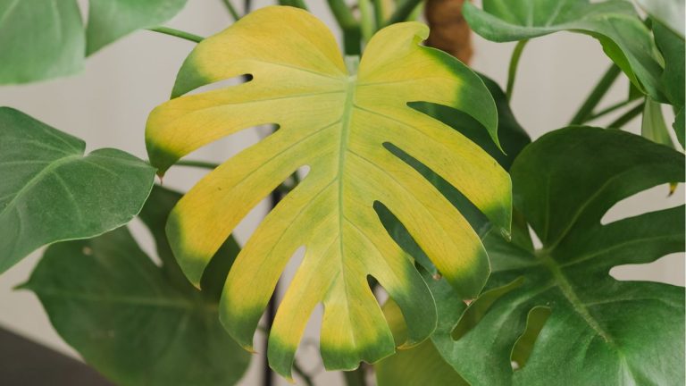 J'ai essayé 3 étapes pour empêcher ma plante d'intérieur de jaunir à cause des thrips – maintenant je ne compte sur aucune autre méthode pour raviver mes plantes d'intérieur.