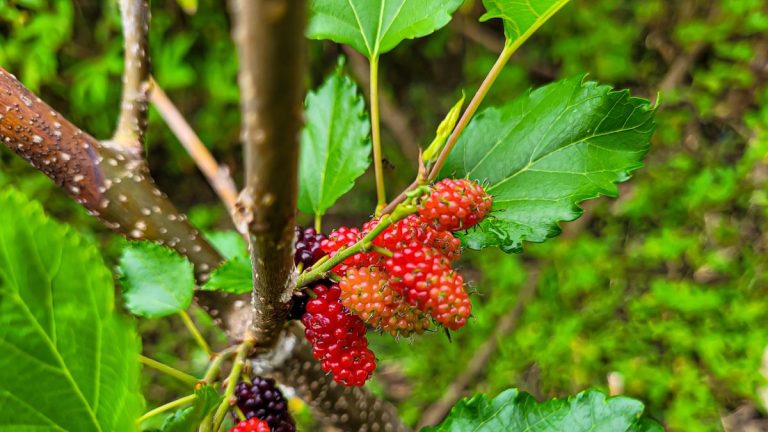 Comment protéger les mûriers en hiver – conseils de jardinage pour protéger vos plantes fruitières du froid