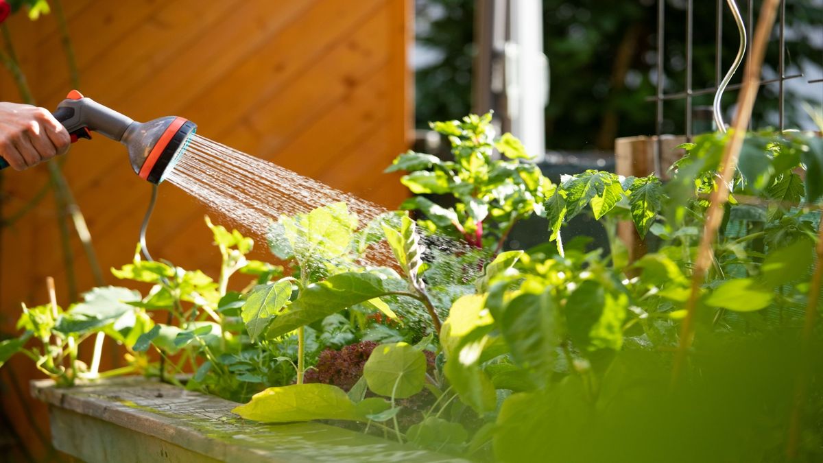 Activateur De Sol Treasure - Améliore La Croissance Des Plantes, Pelouses Et Jardins (1 Pièce)