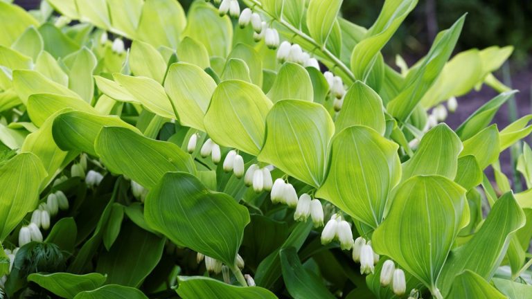 Comment faire pousser le sceau de Salomon – pour une gracieuse plante vivace à mi-ombre avec des fleurs en forme de cloche
